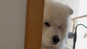 柯基吃瓜视频完整版,萌宠美食瞬间，笑翻网友