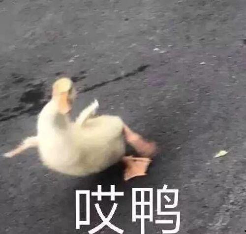 吃瓜大王沙雕视频下载,笑料横生的欢乐时光