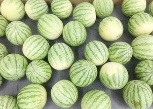 安静地区吃瓜视频,揭秘安静地区吃瓜视频的魅力