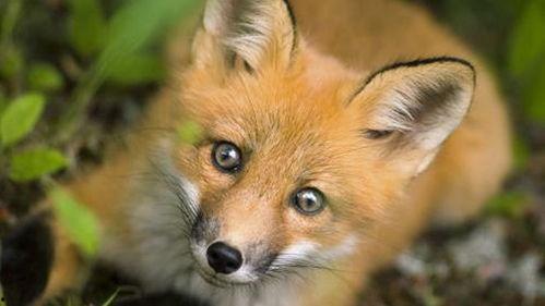 狐狸吃蜜瓜的视频大全集,趣味视频大全集回顾