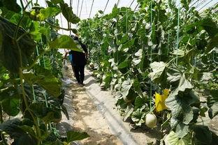 林海吃瓜视频,揭秘娱乐圈幕后故事