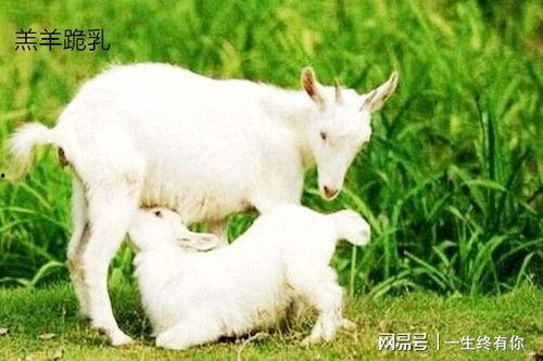 小羊没烦恼吃瓜视频在线,轻松吃瓜，畅享快乐时光