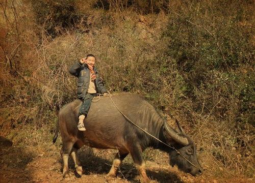 农村放牛吃瓜视频大全,农村放牛吃瓜欢乐时光大盘点