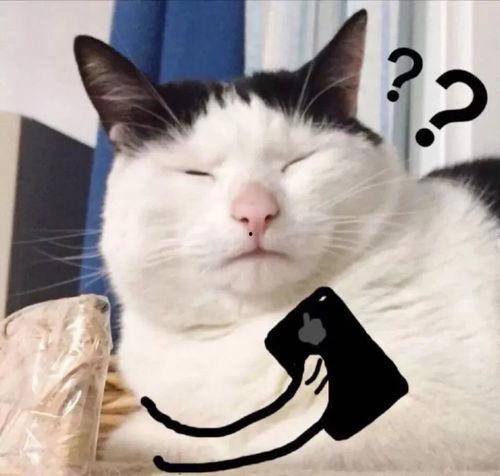 邓峰家的猫吃瓜视频大全,猫咪吃瓜视频大全集锦