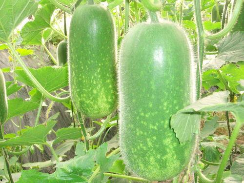 香蕉瓜吃货视频大全