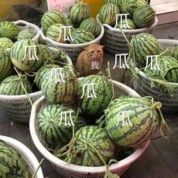 吃瓜视频无干货,揭秘无干货背后的真相