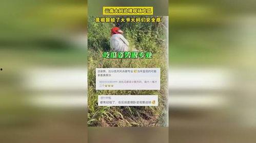 云南吃瓜大妈是谁视频,视频引发网友热议