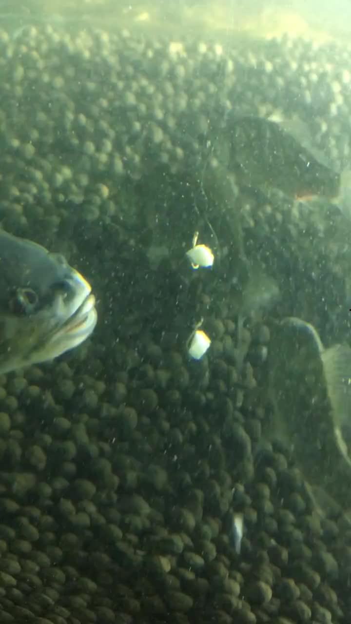 黑鱼视频吃瓜视频下载,揭秘热门视频平台幕后操作