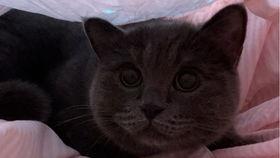 吃瓜的猫猫视频在线观看,揭秘猫咪在线观看吃瓜视频的趣味瞬间