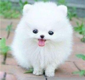 博美敢吃哈密瓜吗视频,萌宠美食新体验