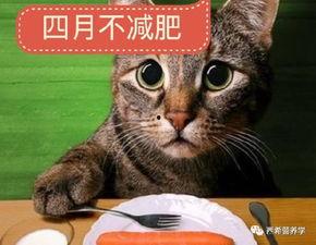 七彩猫塌房吃瓜视频大全