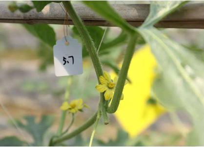 中国最强吃瓜视频,最强吃瓜视频背后的故事