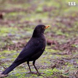 乌鸫鸟吃哈密瓜视频,一场奇妙的自然美食之旅