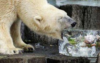 北极熊吃冰瓜视频,冰瓜大餐