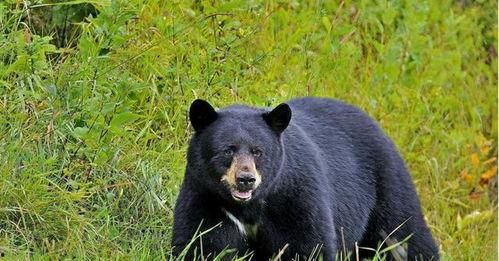 黑熊宝宝集体吃瓜视频,萌态十足引网友热议