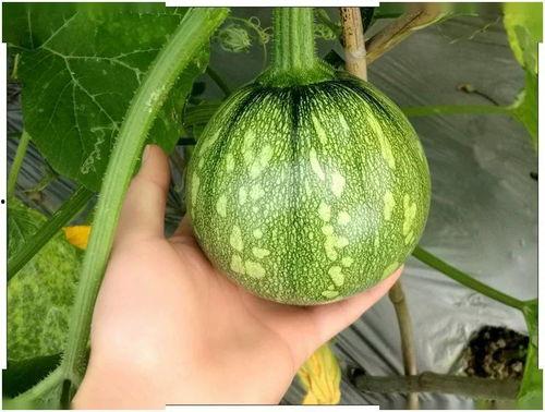 小奶龙吃哈密瓜视频,哈密瓜盛宴萌态十足