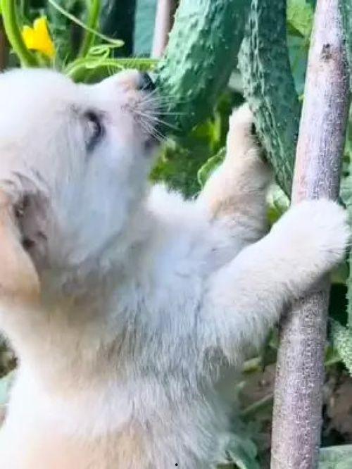 人狗吃瓜搞笑的视频,笑料横生搞笑瞬间