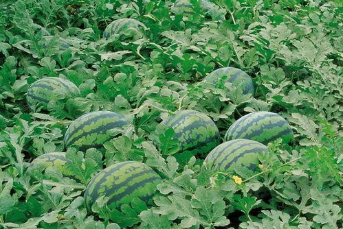 大凉山吃土瓜视频大全,视频大全带你领略独特风味