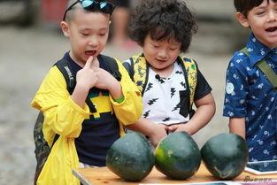 三个萌娃吃瓜视频大全,三段萌趣视频大盘点