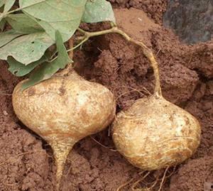 吃山土瓜可以减肥吗视频,真的能助你瘦身成功吗？