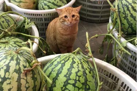 吃货大飞卖瓜视频,视频揭秘瓜王争霸赛