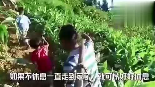 青州东夷吃瓜事件视频,一场引发热议的网络奇观