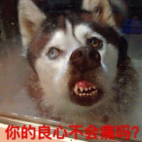 二哈可以吃吊瓜吗图片视频