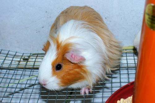 蒲瓜荷兰猪可以吃吗视频,营养与安全解析