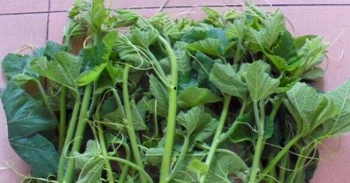 吃瓜叶南瓜苗会死吗视频,吃瓜叶南瓜苗致死真相揭秘