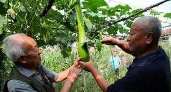 吃瓜怎么砍瓜视频,跟着吃瓜视频学砍瓜