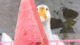 瓜娃子吃西瓜视频大全,欢乐视频大盘点