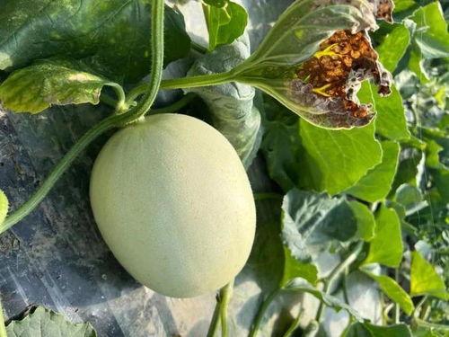 在哪里可以购买吃瓜视频