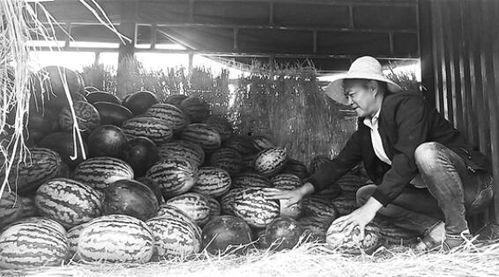 泊头吃瓜群众视频曝光,揭秘背后惊人真相