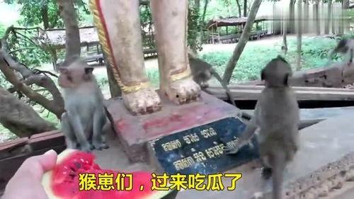 人吃瓜像猴子视频播放,视频走红网络，引发网友热议